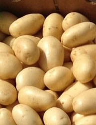 Florida Potato Program - yellow potatoes